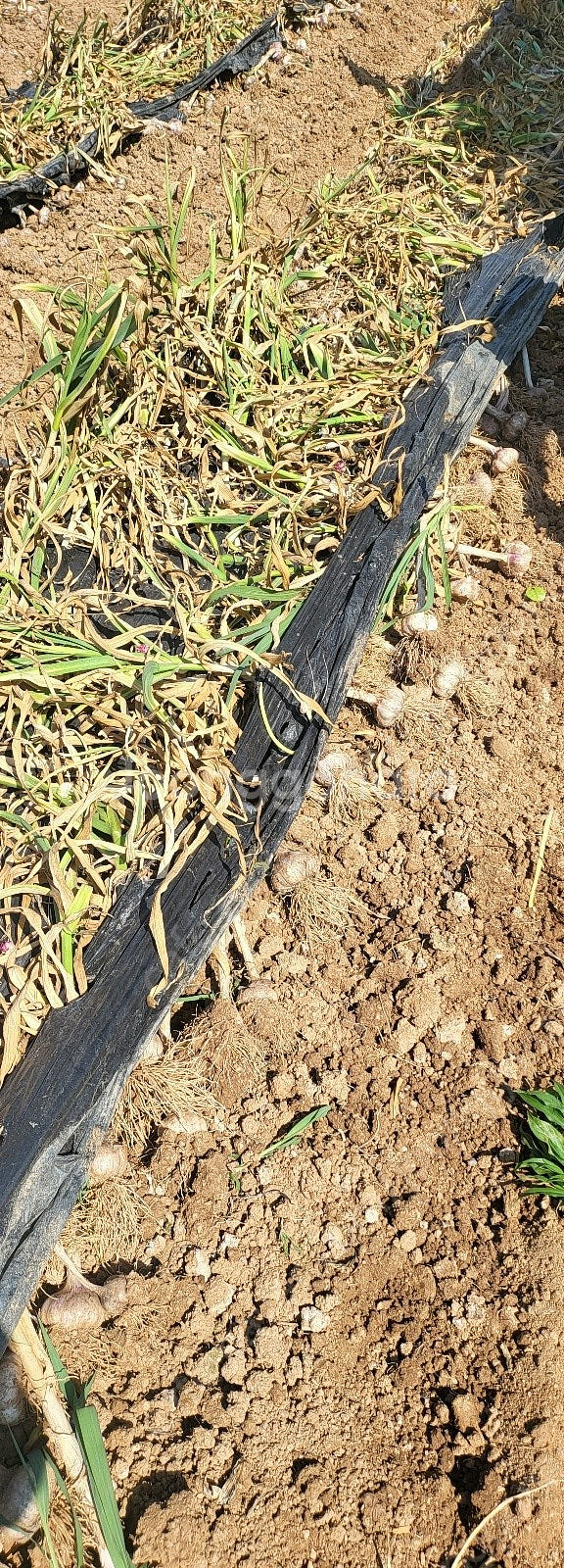 땅속작물수확기 / 마늘수확기 / 뿌리식물 수확기--3